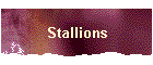 Stallions